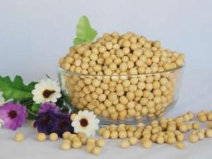 醋泡黃豆能減肥嗎?醋泡黃豆的功效與作用