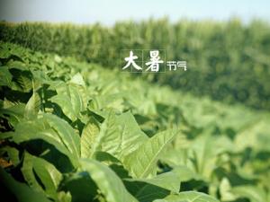 大暑什么意思？大暑怎么預(yù)防中暑