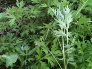 艾草如何驅蚊？艾草驅蚊的注意事項