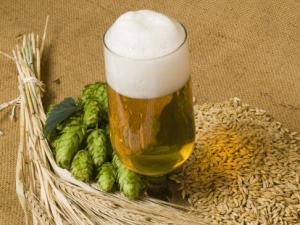 研究發現冬天喝啤酒有助于預防感冒