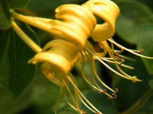 怎么緩解熱結(jié)便秘?金銀花加蜂蜜搭配的效果