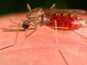 如何預防蚊蟲叮咬？蚊蟲叮咬快速止癢方法