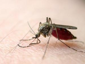 蚊蟲叮咬紅腫怎么辦？怎樣防止蚊蟲叮咬