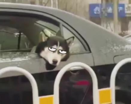 為什么坐車暈車的人,自己開車就沒那么暈,甚至不暈了呢?