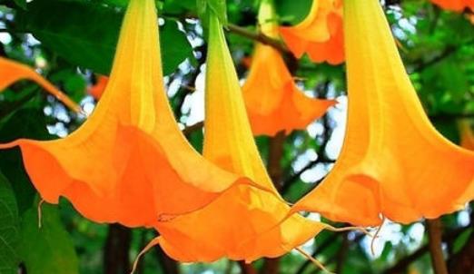 曼陀羅花有毒嗎?曼陀羅花有哪些作用?