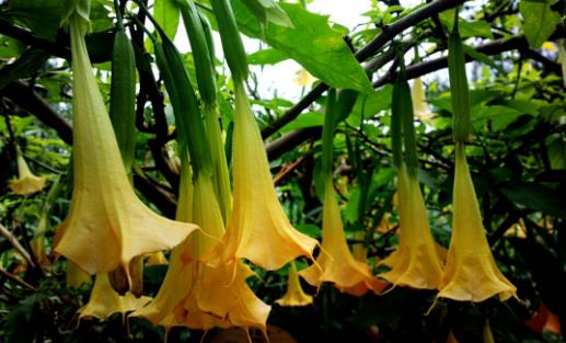 曼陀羅花有毒嗎?曼陀羅花有哪些作用?