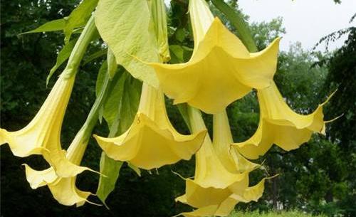 曼陀羅花有毒嗎?曼陀羅花有哪些作用?