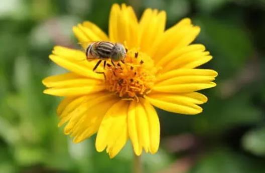 花粉過敏可以打新冠疫苗嗎?花粉過敏怎么辦?