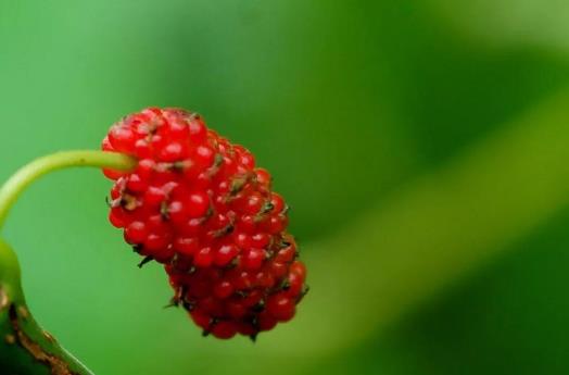 花粉過敏可以打新冠疫苗嗎?花粉過敏怎么辦?