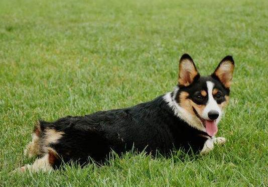 狗狗爪子劃出紅痕了要去打狂犬疫苗嗎?如何判斷需要打狂犬疫苗不