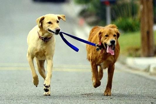 狗狗爪子劃出紅痕了要去打狂犬疫苗嗎?如何判斷需要打狂犬疫苗不