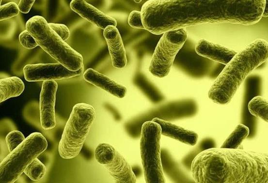 幽門螺桿菌可以不治嗎?和有幽門螺桿菌的人接吻了咋辦