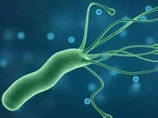 感染幽門螺桿菌易患哪些疾病?和有幽門螺桿菌的人親嘴百分百傳染嗎