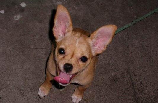 流浪狗咬11學生 哪些情況需要注射狂犬疫苗