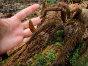 毛骨悚然！世界上最大的蜘蛛被發(fā)現(xiàn)