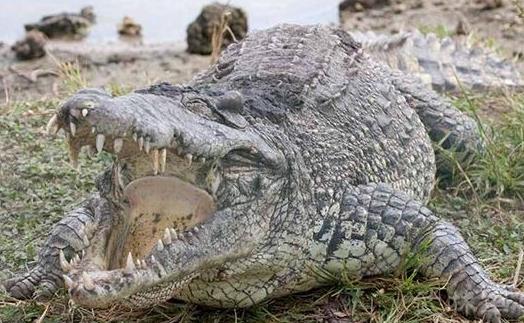 最大的鱷魚