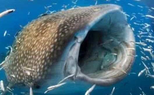 世界上最大的鯊魚鯨鯊
