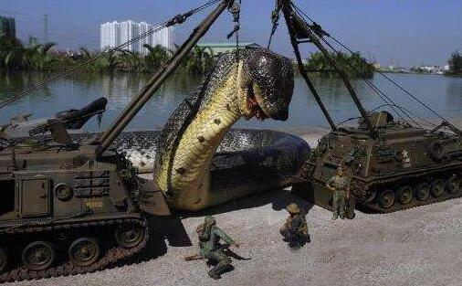 世界上最長的蛇