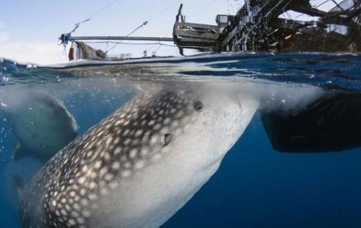 世界上最大的鯊魚鯨鯊