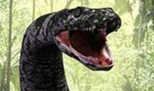 世界上最長的蛇