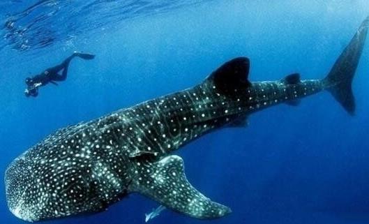 世界上最大的鯊魚鯨鯊