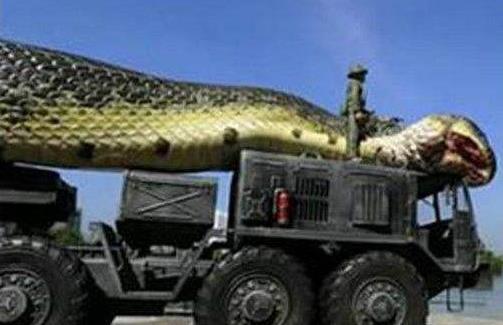 世界上最長的蛇