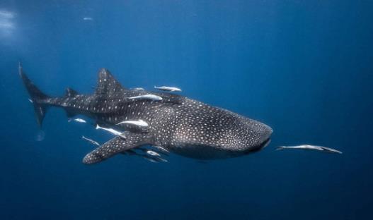 世界上最大的鯊魚鯨鯊