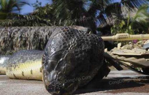 世界上最長的蛇