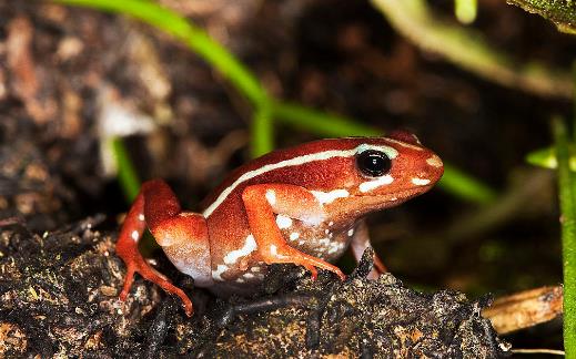 世界上最美最毒的青蛙幽靈箭毒蛙