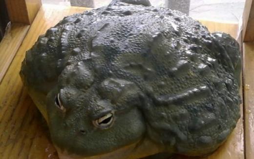 世界上最具有攻擊性的青蛙