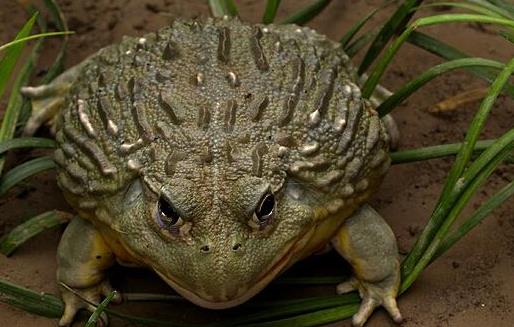 世界上最具有攻擊性的青蛙