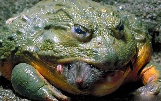 世界上最具有攻擊性的青蛙