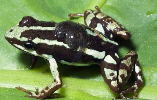 世界上最美最毒的青蛙幽靈箭毒蛙