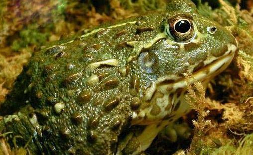 世界上最具有攻擊性的青蛙