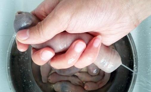 世界上最邪惡的海鮮