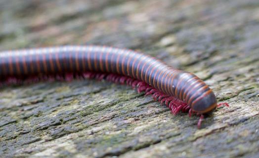 世界上足最多的動物