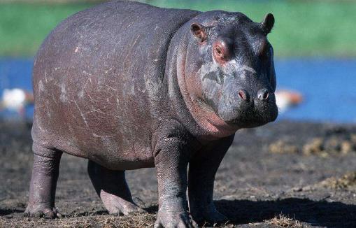 世界上嘴巴最大的陸生哺乳動(dòng)物河馬