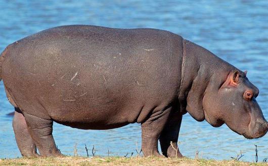 世界上嘴巴最大的陸生哺乳動(dòng)物河馬