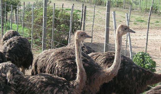 世界上最大的鳥