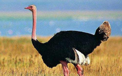 世界上最大的鳥