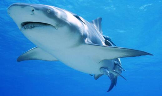 世界上最大的食肉魚類 大白鯊噬人