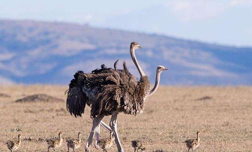 世界上最大的鳥