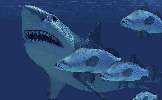 世界上最大鯊魚 巨齒鯊碾壓大白鯊