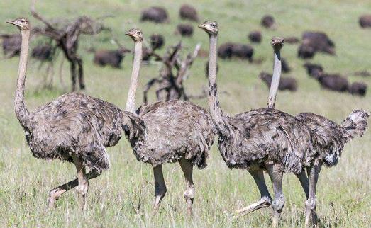 世界上最大的鳥