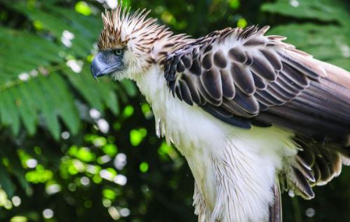 世界上最大的鷹