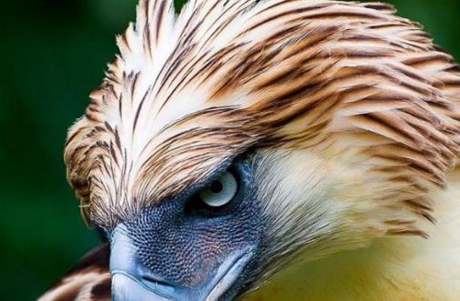 世界上最大的鷹