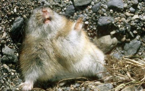 世界上什么動(dòng)物繁殖最快