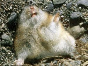 ������ʲô��(d��ng)�ﷱֳ��� ���O�����u(y��)���(d��ng)�������a(ch��n)�C(j��)