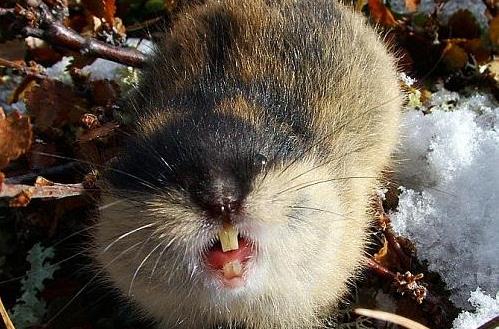 世界上什么動(dòng)物繁殖最快