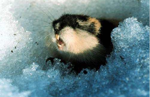 世界上什么動(dòng)物繁殖最快